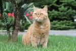 家猫
