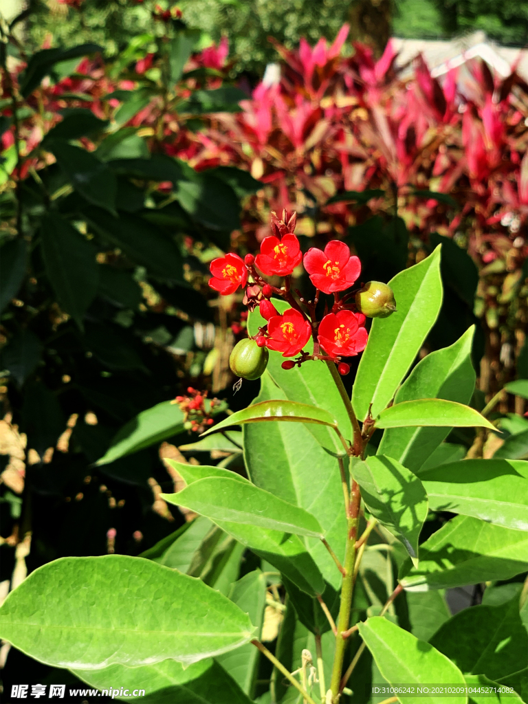 变叶珊瑚花