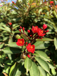 变叶珊瑚花