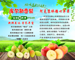 库尔勒香梨