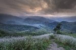 山