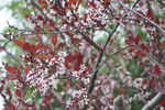 园林花灌木之紫叶矮樱的花枝