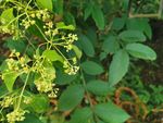 小花
