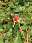 玫瑰花苞