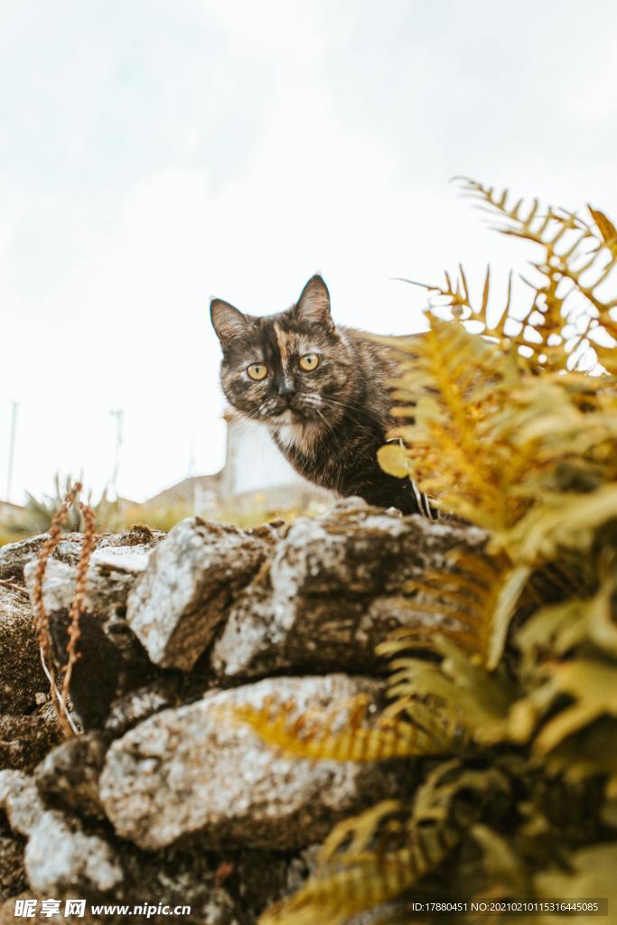 猫