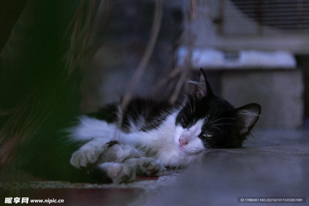 猫
