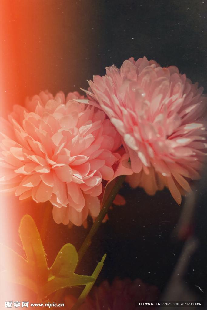 花卉