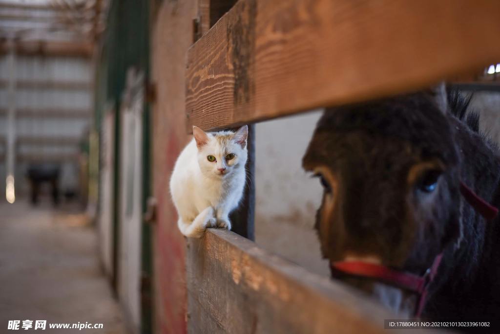 猫