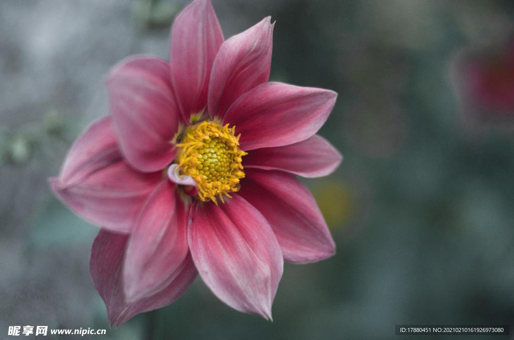 花卉 花朵 花瓣 鲜艳 艳丽