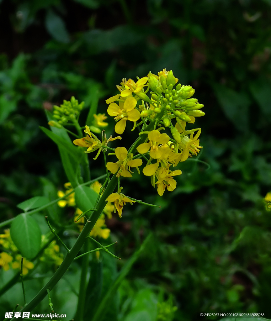 油菜花