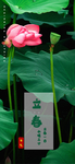 立春