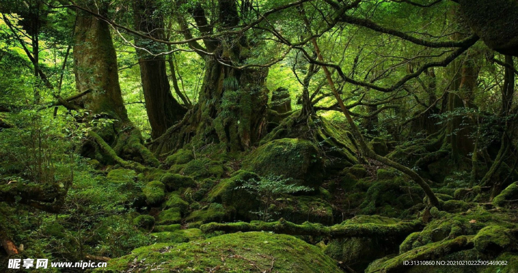 森林
