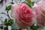 玫瑰花