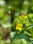 立春