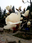 玉兰花