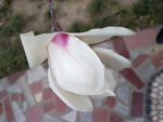 玉兰花