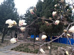 玉兰花
