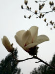白玉兰