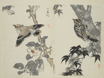 花鸟图