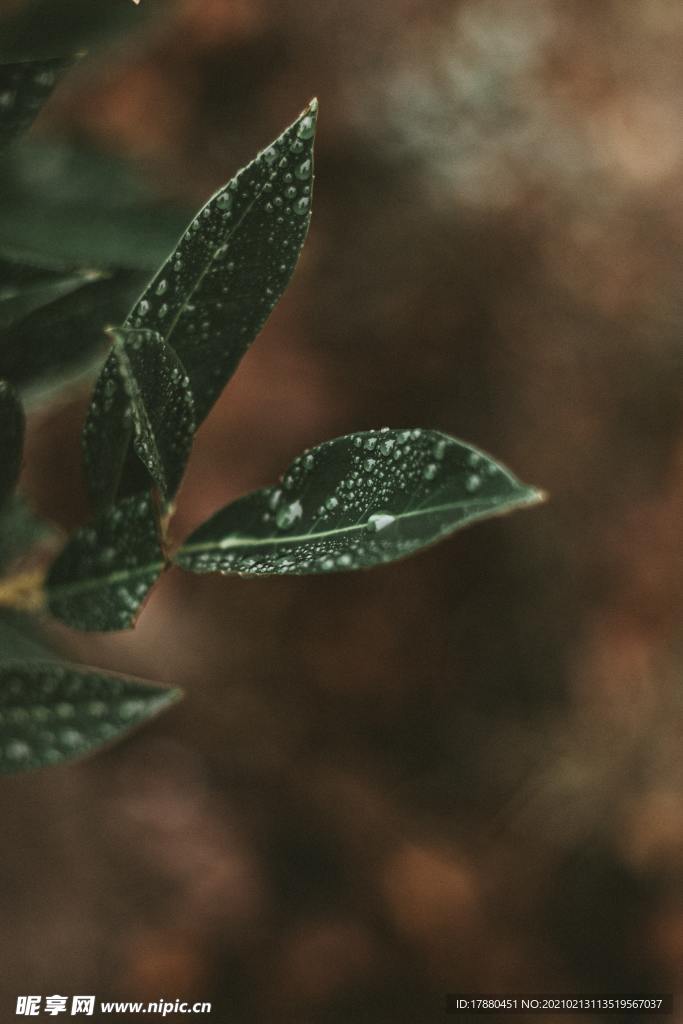 绿叶