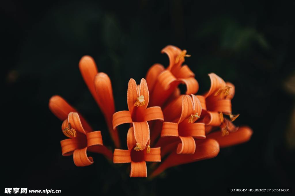 花卉