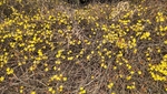 迎春花