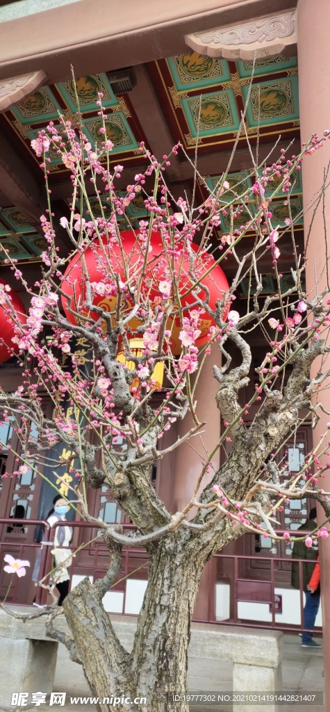 黄鹤楼 梅花