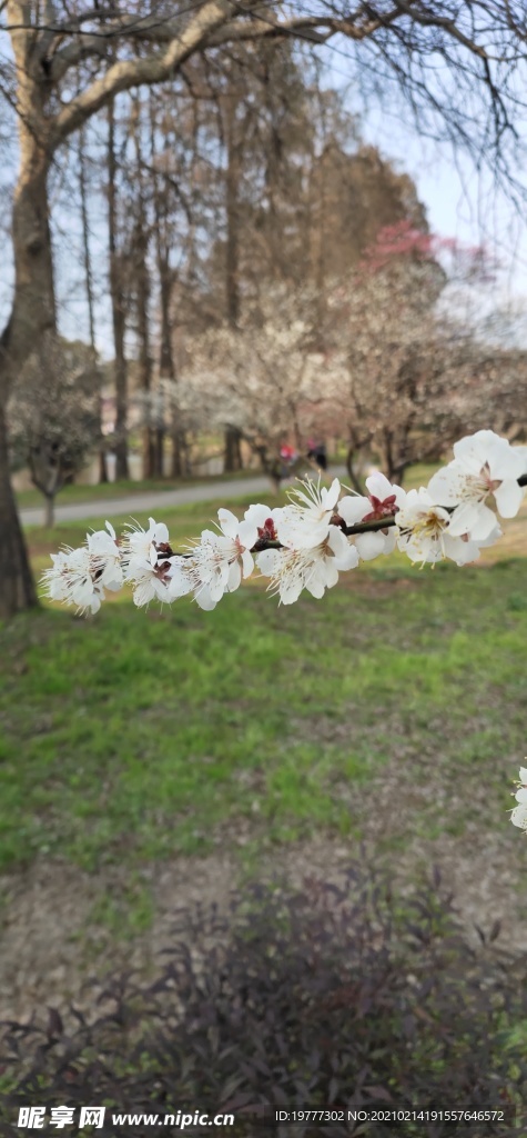 梅花