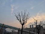 树