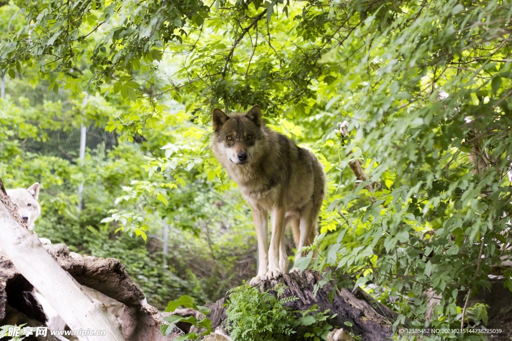 野狼