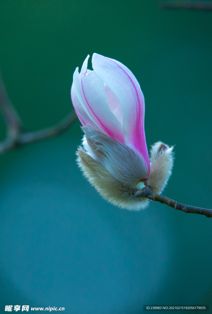 玉兰花