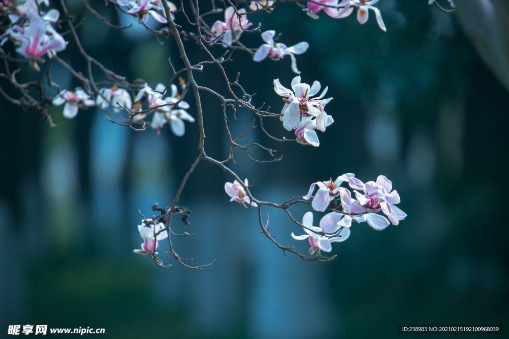 玉兰花