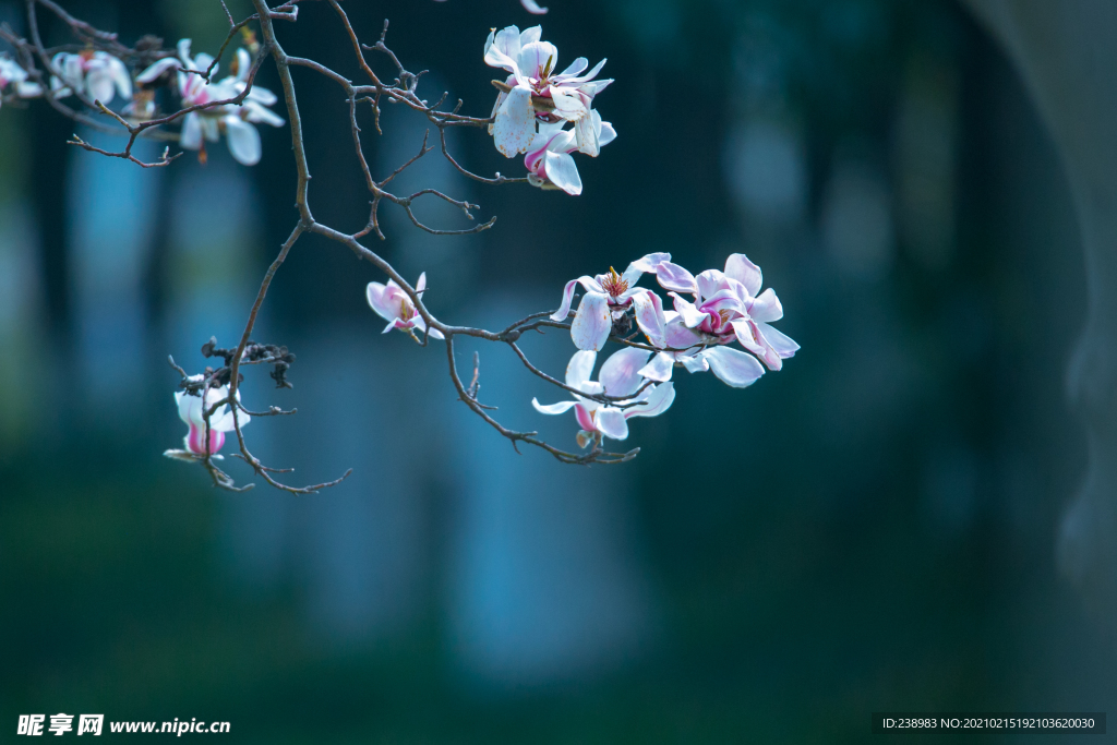 玉兰花