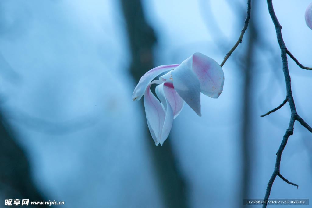 玉兰花