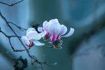 玉兰花
