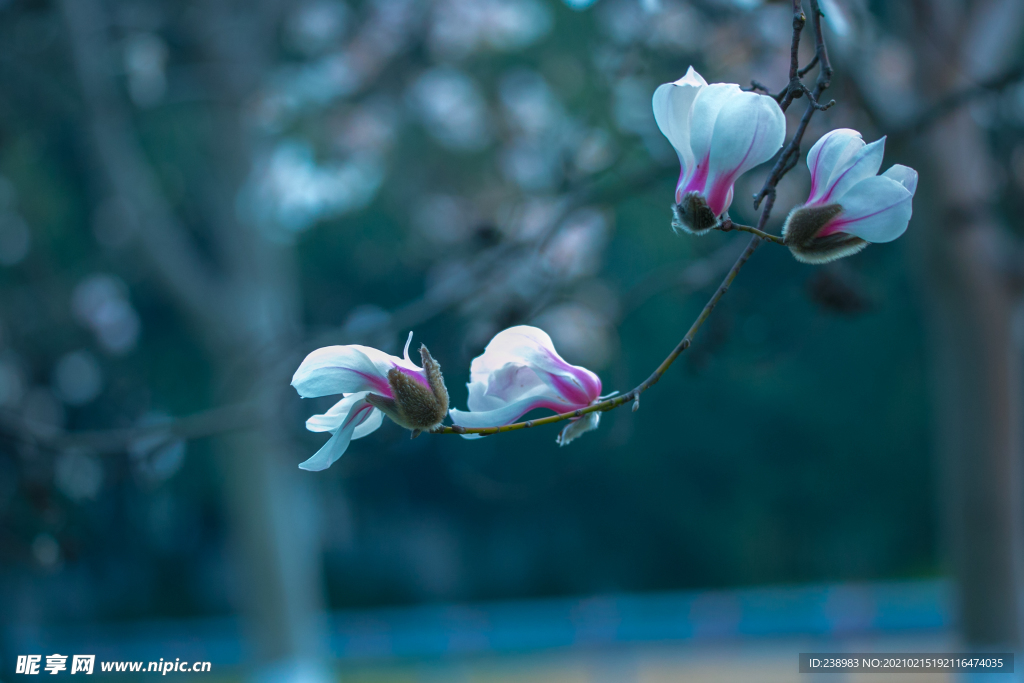 玉兰花