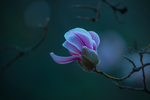 玉兰花