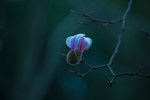 玉兰花