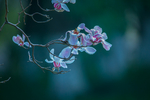 玉兰花