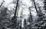 雪中红衫林