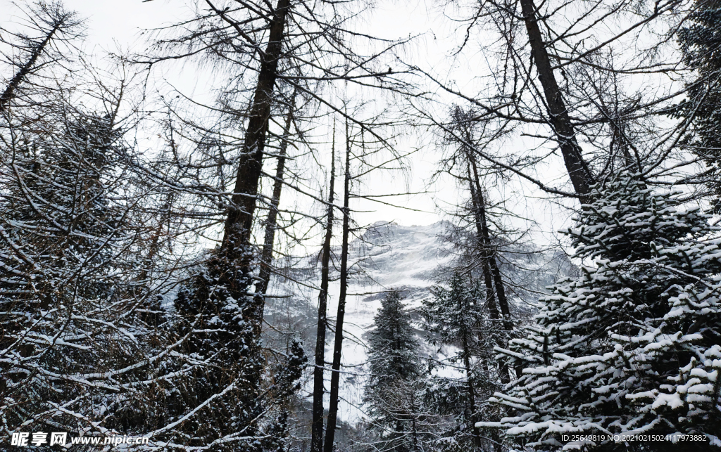 雪中红衫林