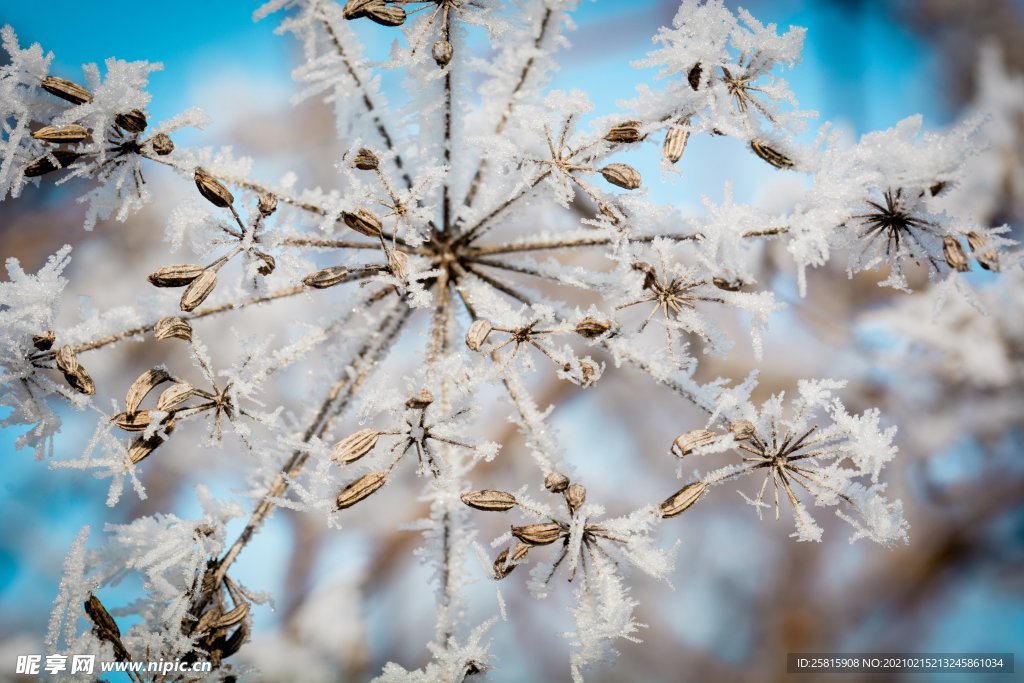 霜花