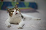 好奇的猫咪