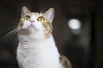 抬头仰望的猫咪