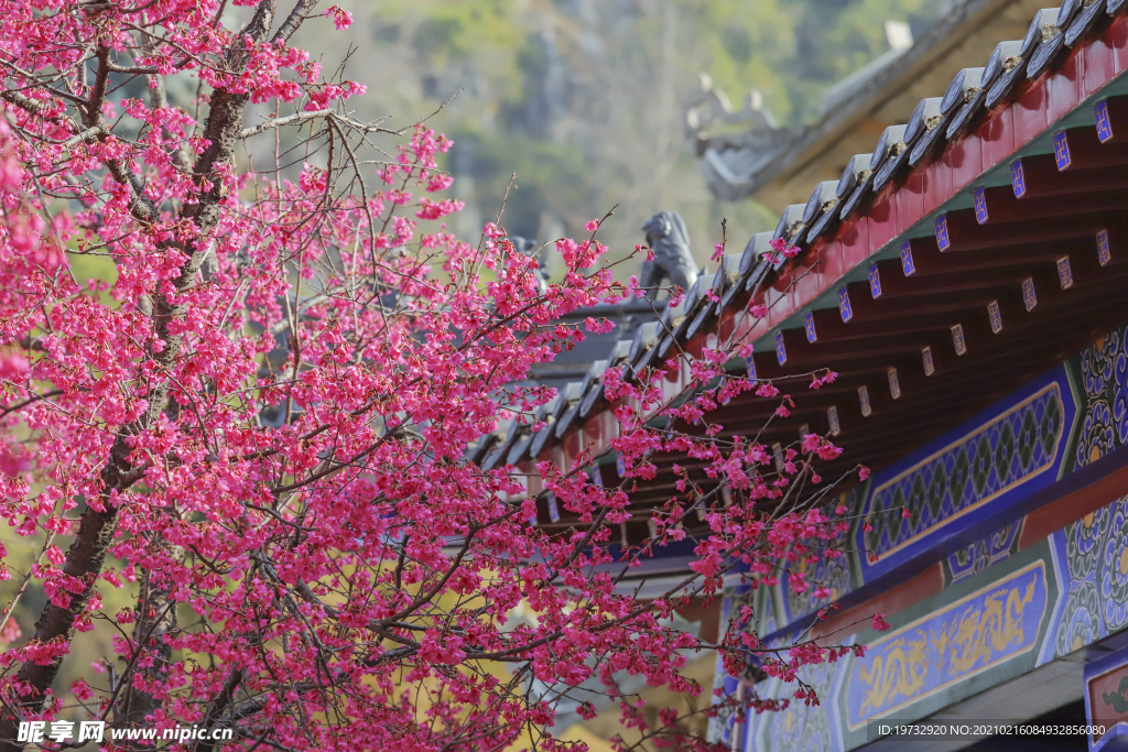 樱花