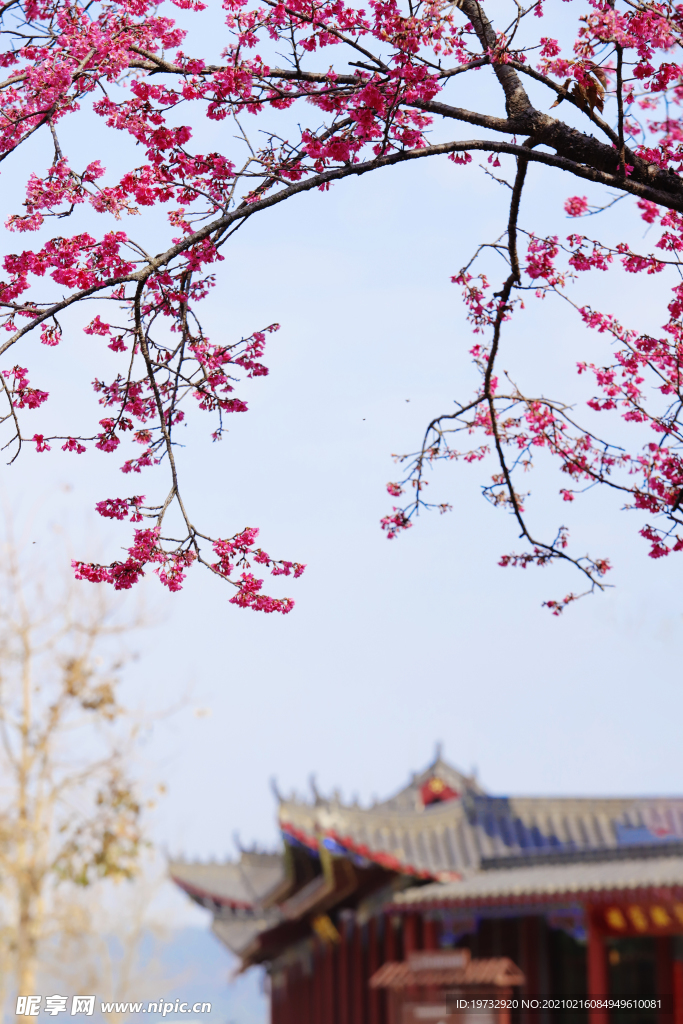 樱花