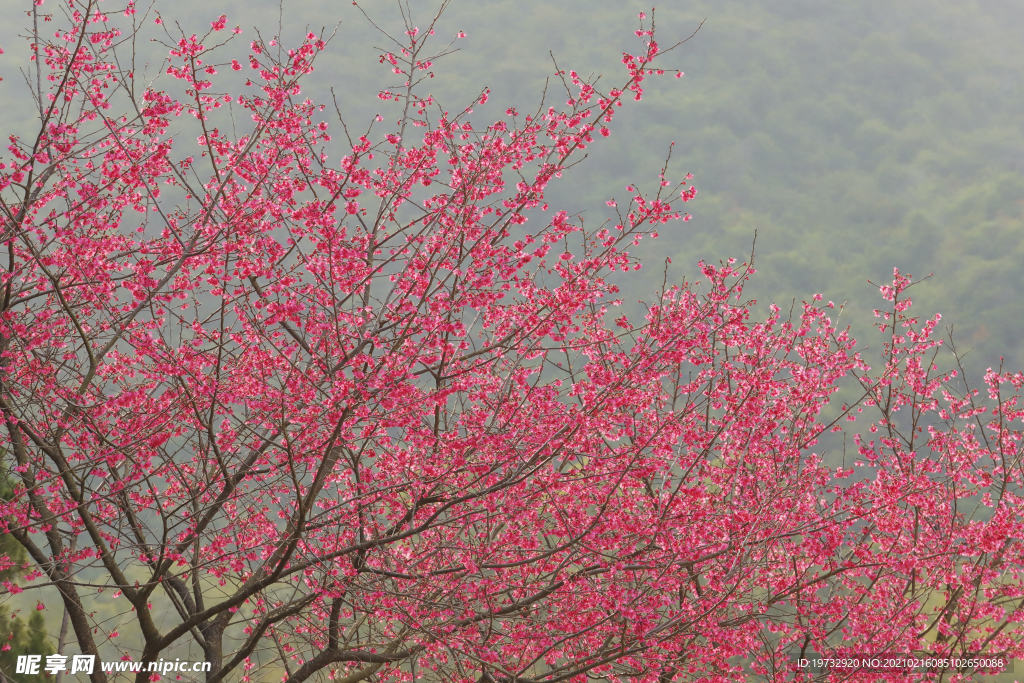 樱花