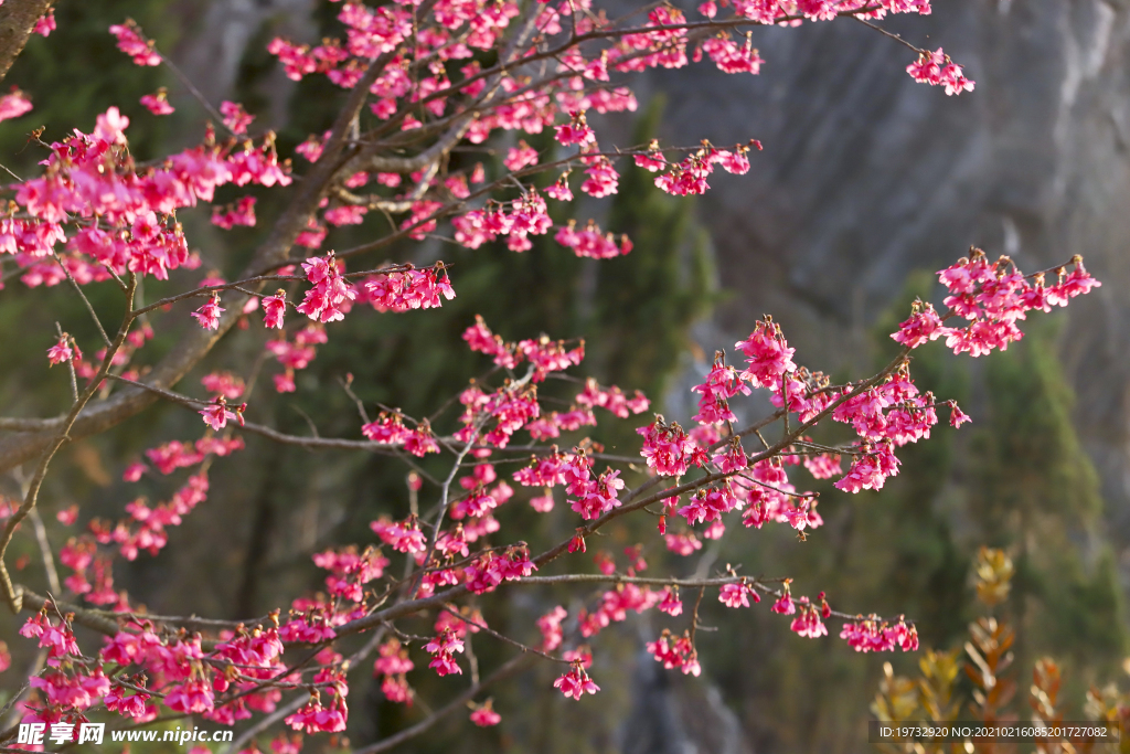 樱花