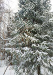 雪中的红杉树