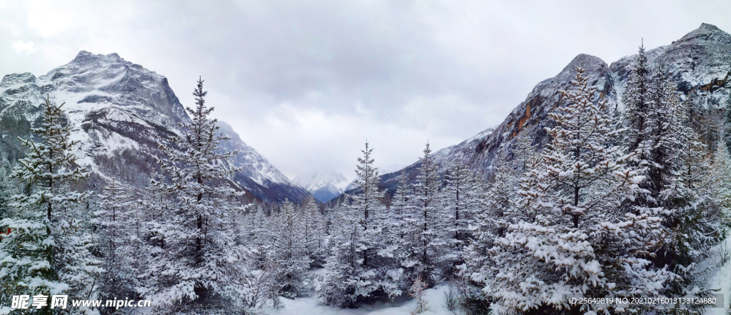 红杉林雪景